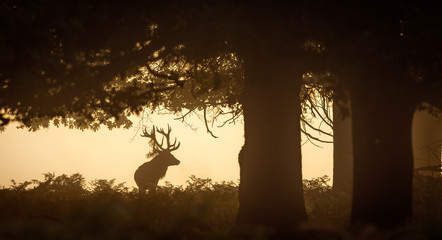 Wall Mural - red deer stag silhouette in the trees