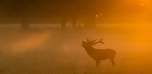 Wall Mural - red deer stag calling large red deer stag standing calling in the autumn mist one autumn morning