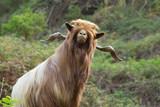 Fototapeta Sawanna - Long haired goat in La Gomera