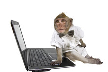 A Monkey In A Suit With A Laptop
