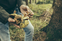 Mature Man Showing Bay Bolete Mushroom, Boletus Badius