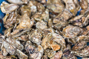 Wall Mural - Oysters market in Cancale, France