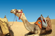 The camel feels great in desert, despite the heat, Giza, Egypt.