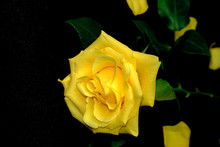 Macro Yellow Rose On A Black Background