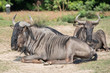 African gnu while resting on grass
