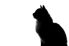 Silhouette Of Fluffy Cat On A White Background