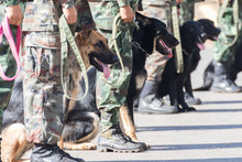  Training Dogs Of War