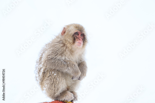 Fotomural Monos de la nieve en Parque de monos Jigokudani, Nagano