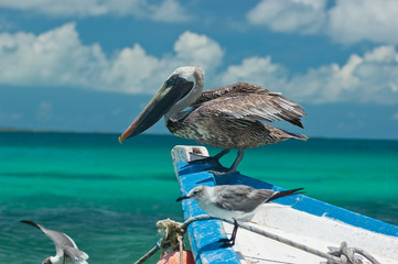 Pelicans