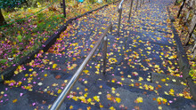 Colorful Fallen Leaves Under First Snow On Asphalt Path In Autumn