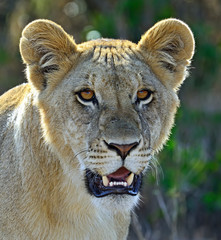 Canvas Print - Portrait of young Lion