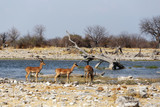 Fototapeta Sawanna - heard of Impala antelope