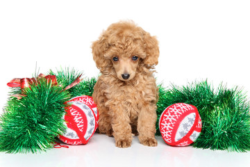 Wall Mural - Christmas Toy Poodle puppy