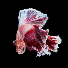 Poster - Betta fish