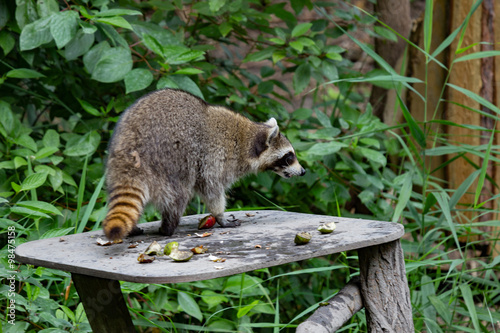 Fotografía Waschbär frist Obst und Schalen