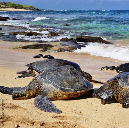 Honu giant Hawaiian green sea turtles in Hookipa Beach Park, on the ...