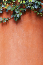 Ivy On The Orange Wall