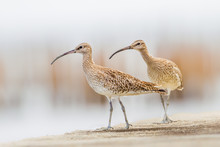Curious Couple Of Whimbrel(Numenius Phaeopus) Stair At Us In Nature Of Thailand