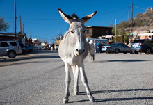 Burro Standing At Oatman Ghost Town