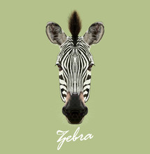 Vector Illustrated Portrait Of Zebra. 