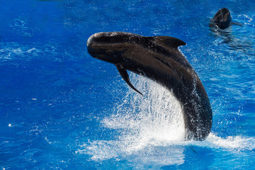 pilot whale jumping outside the sea