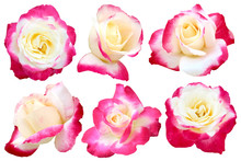 Set Of Two Toned Rose Isolated