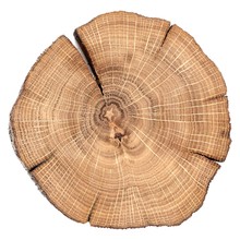 Oak Cracked Split With Growth Rings Isolated