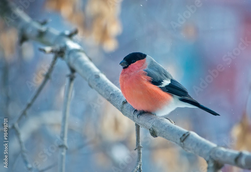 Fototapeta na wymiar Bullfinch bird sitting on a branch