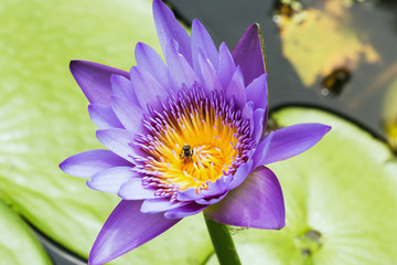 Wall Mural - Lotus flower with Bee on the  yellow pollen