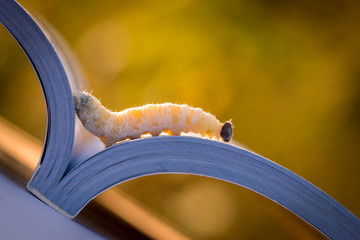 Worm, book, book worm on. Natural background morning Solar light.