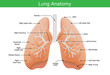 Components description of human lung in illustration for work with medical content.