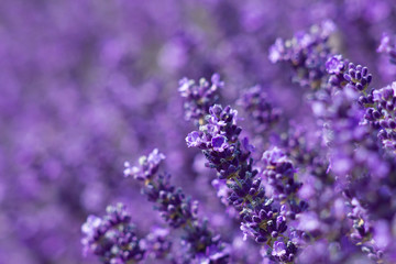 lavender flowers