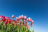 Fototapeta Tulipany - Tulips With Blue Sky