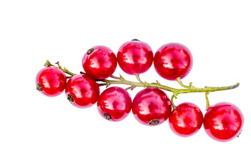 Canvas Print - Red currant branch isolated on a white background. Isolated food series.