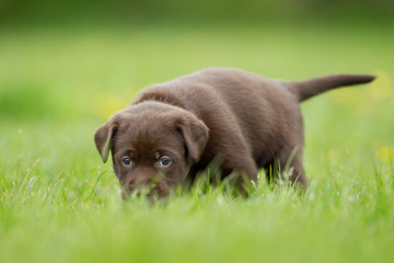 Canvas Print - Brown labrador retriever puppy