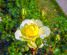 Beautiful Yellow Rose