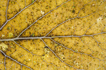 fallen leaf macro