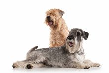 Dog. Miniature Schnauzer  And Irish Soft Coated Wheaten Terrier