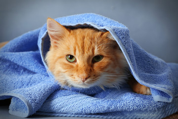 Wall Mural - Portrait of fluffy red cat in blue towel, close up