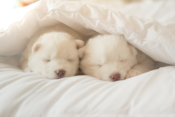 siberian husky puppy sleeping on white bed