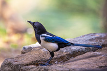 Black-billed Magpie (Pica Pica) Perching On Stone
