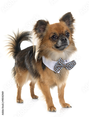 Long Hair Chihuahua Buy This Stock Photo And Explore Similar