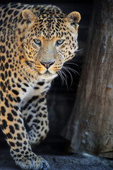 Wall Mural - leopard portrait on dark background