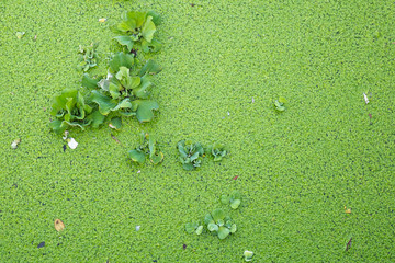 Duckweed covered on the water surface 