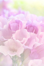 Sweet Color Flower In Soft And Blur Style, Garlic Vine Blooming(