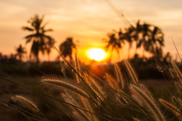 Wall Mural - Morning sunlight grass