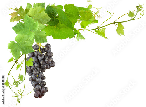 Grappe De Raisin Et Feuilles De Vigne Sur Fond Blanc Stock Photo Adobe Stock