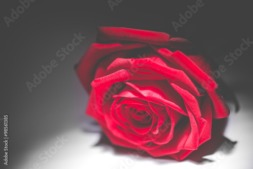 Fototapeta na wymiar red rose from dark - black and white style photo with single flower colored