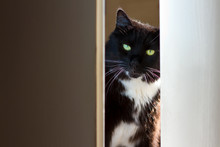 Black And White Cat Peeking Through The Door