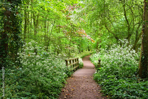 Fototapeta do kuchni Walkway in Stochemhoeve forest park in the Netherlands